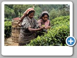 Tea Pickers in Sri Lanka